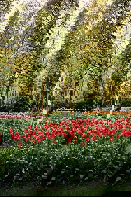 Тур Эрфурт - Кёкенхоф - Гаага* - Делфт* - Амстердам - Гент* - Париж - Гейдельберг - Фото 1