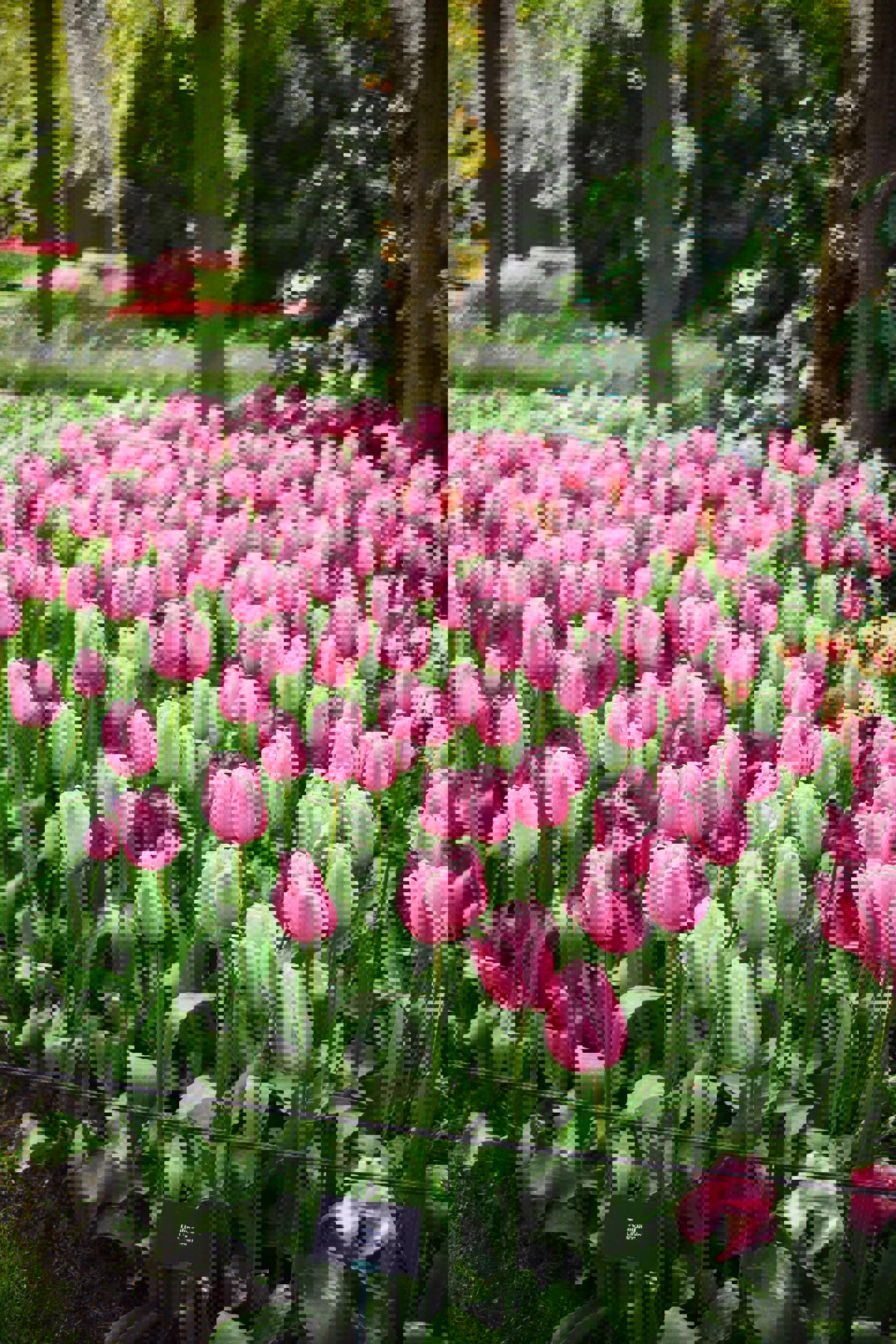 Автобусный тур Эрфурт - Кёкенхоф - Гаага* - Делфт* - Амстердам - Гент* - Париж - Гейдельберг, выезд из Минскa