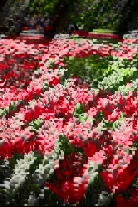 Тур Эрфурт - Кёкенхоф - Гаага* - Делфт* - Амстердам - Гент* - Париж - Гейдельберг - Фото 13